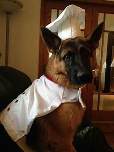 Chef Dress